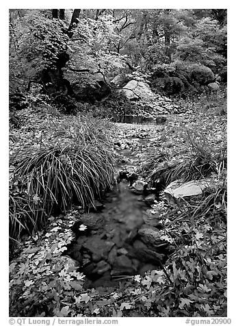 Stream in fall, Smith Springs. Guadalupe Mountains National Park (black and white)