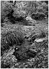 Stream in fall, Smith Springs. Guadalupe Mountains National Park ( black and white)