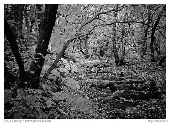 Creek and fall colors, Smith Springs. Guadalupe Mountains National Park (black and white)