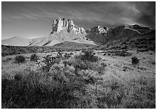 Desert vegetation and El Capitan from Guadalupe pass, morning. Guadalupe Mountains National Park ( black and white)