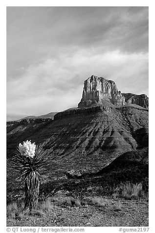Yucca and El Capitan. Guadalupe Mountains National Park (black and white)