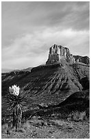 Yucca and El Capitan. Guadalupe Mountains National Park, Texas, USA. (black and white)