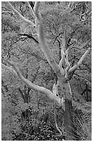 Texas Madrone Tree and muted fall foliage, Pine Canyon. Guadalupe Mountains National Park, Texas, USA. (black and white)