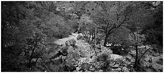 Dry desert wash with trees in bright fall foliage. Guadalupe Mountains National Park (Panoramic black and white)