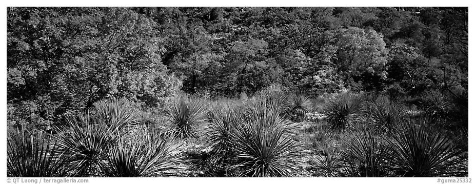 Desert plants and trees in fall foliage. Guadalupe Mountains National Park (black and white)