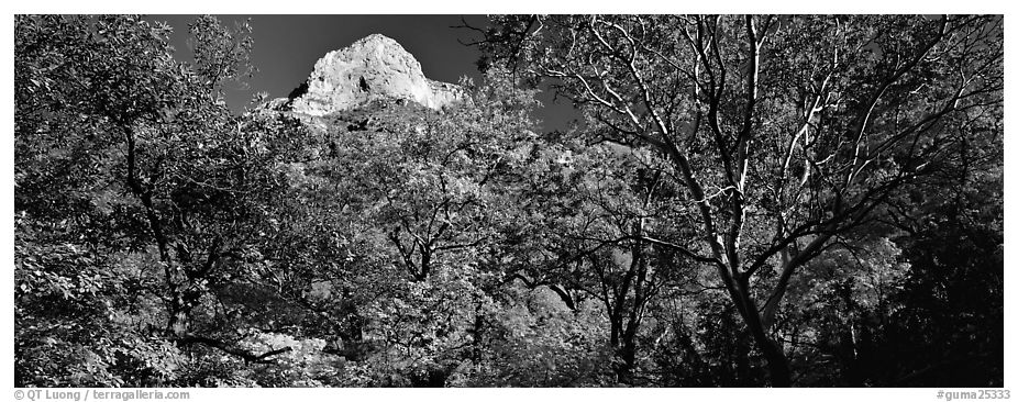 Forest in autumn color and rocky peak. Guadalupe Mountains National Park (black and white)
