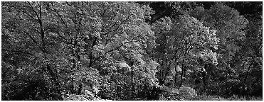 Trees in bright yellow, orange, and red fall foliage. Guadalupe Mountains National Park (Panoramic black and white)