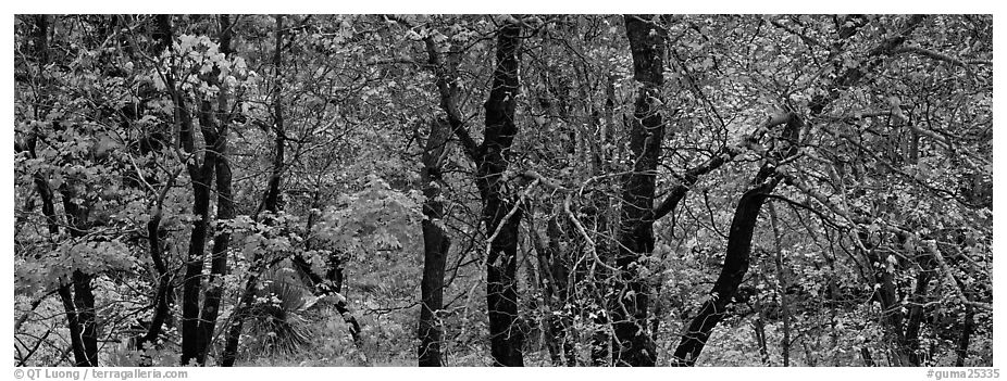 Trees with leaves in autumn colors. Guadalupe Mountains National Park (black and white)