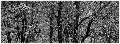 Trees with leaves in autumn colors. Guadalupe Mountains National Park (Panoramic black and white)