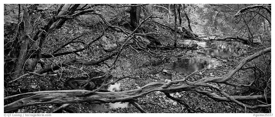 Branches and creek in the fall. Guadalupe Mountains National Park (black and white)