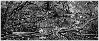 Branches and creek in the fall. Guadalupe Mountains National Park (Panoramic black and white)