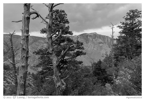 Pine trees, Pine Springs Canyon, cloudy weather. Guadalupe Mountains National Park, Texas, USA.