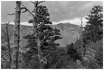Pine trees, Pine Springs Canyon, cloudy weather. Guadalupe Mountains National Park, Texas, USA. (black and white)