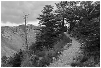 Guadalupe Peak Trail crossing higher elevation forest. Guadalupe Mountains National Park, Texas, USA. (black and white)
