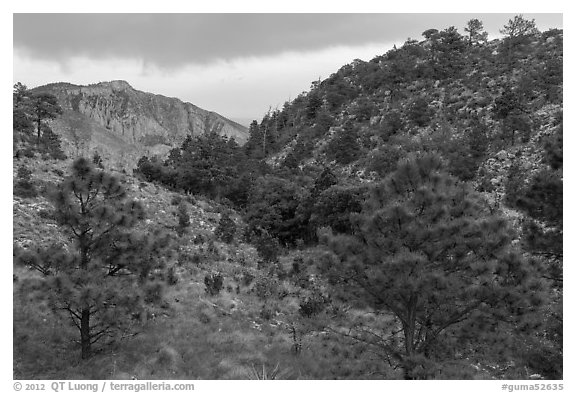Coniferous forest, approaching storm. Guadalupe Mountains National Park (black and white)