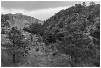 Coniferous forest, approaching storm. Guadalupe Mountains National Park, Texas, USA. (black and white)