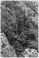 Pinnacles and conifer trees. Guadalupe Mountains National Park ( black and white)