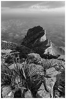 Sotol on Guadalupe Peak and El Capitan backside. Guadalupe Mountains National Park, Texas, USA. (black and white)