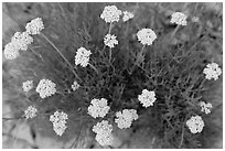 Yellow flowers seen from above. Guadalupe Mountains National Park ( black and white)