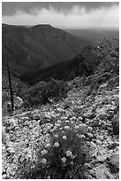 Flowers, Hunter Peak, Pine Spring Canyon. Guadalupe Mountains National Park, Texas, USA. (black and white)