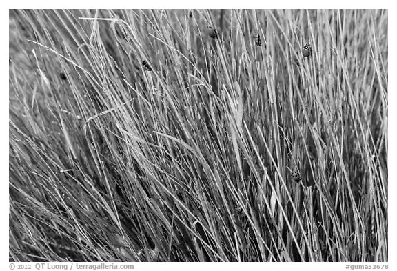Ladybugs in grass. Guadalupe Mountains National Park (black and white)