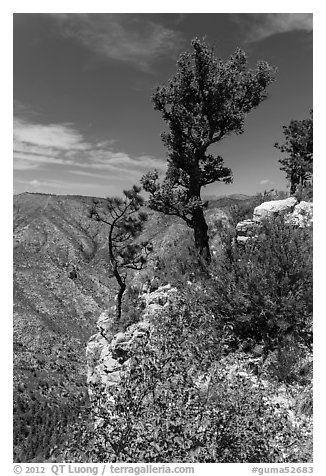 Pine trees and limestone rock. Guadalupe Mountains National Park (black and white)