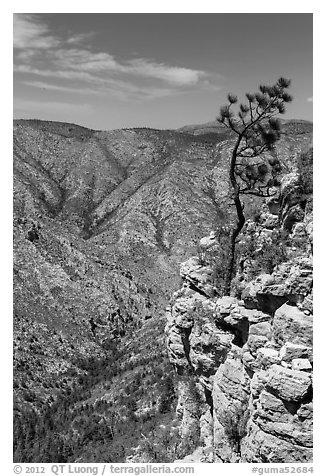 Tree growing at edge of cliff. Guadalupe Mountains National Park (black and white)