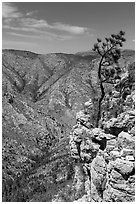 Tree growing at edge of cliff. Guadalupe Mountains National Park, Texas, USA. (black and white)