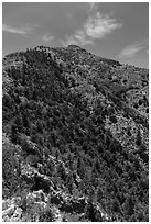 Guadalupe Peak and forested slopes. Guadalupe Mountains National Park, Texas, USA. (black and white)