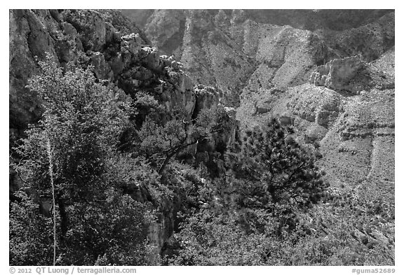 Trees and limestone cliffs. Guadalupe Mountains National Park (black and white)