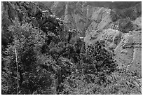 Trees and limestone cliffs. Guadalupe Mountains National Park ( black and white)