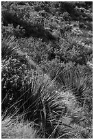 Desert shrubs on slope. Guadalupe Mountains National Park, Texas, USA. (black and white)