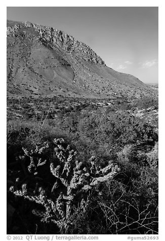 Cactus with bloom, Hunter Peak. Guadalupe Mountains National Park (black and white)