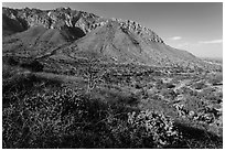 Cactus and mountains. Guadalupe Mountains National Park, Texas, USA. (black and white)
