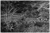 Cactus, bare thorny shrubs. Guadalupe Mountains National Park, Texas, USA. (black and white)