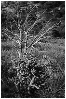 Cactus in bloom and bare tree. Guadalupe Mountains National Park ( black and white)