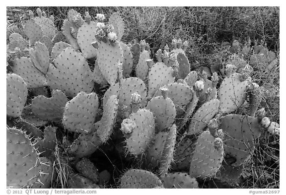 Prickly Pear cactus in bloom. Guadalupe Mountains National Park (black and white)