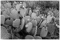 Prickly Pear cactus in bloom. Guadalupe Mountains National Park, Texas, USA. (black and white)