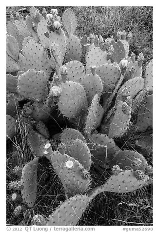 Blooming Prickly Pear cactus. Guadalupe Mountains National Park, Texas, USA.