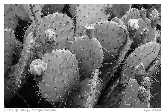 Close up of cactus and blooms. Guadalupe Mountains National Park, Texas, USA.