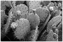 Close up of cactus and blooms. Guadalupe Mountains National Park, Texas, USA. (black and white)