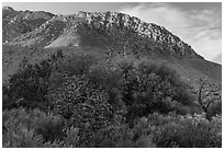 Cactus, trees, and Hunter Peak. Guadalupe Mountains National Park, Texas, USA. (black and white)