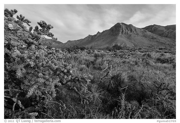 Cactus with blooms and Hunter Peak at sunrise. Guadalupe Mountains National Park (black and white)