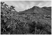 Cactus with blooms and Hunter Peak at sunrise. Guadalupe Mountains National Park, Texas, USA. (black and white)