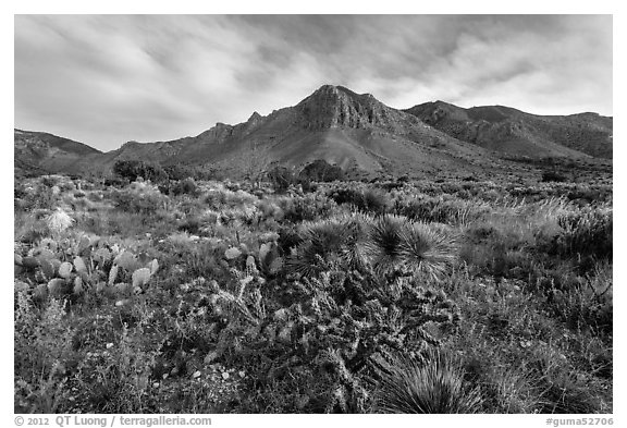 Chihuahan desert cactus and mountains. Guadalupe Mountains National Park (black and white)