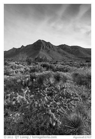 Sucullent and shrub desert below mountains at sunrise. Guadalupe Mountains National Park (black and white)