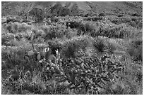 Blooming cactus and sucullent plants. Guadalupe Mountains National Park, Texas, USA. (black and white)