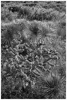 Cactus in bloom and Chihuahan desert plants. Guadalupe Mountains National Park, Texas, USA. (black and white)