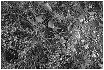 Close-up of desert floor with annual flowers. Guadalupe Mountains National Park, Texas, USA. (black and white)