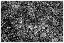 Close-up of desert floor with grasses and bloom. Guadalupe Mountains National Park, Texas, USA. (black and white)